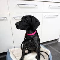 Photo of Ruby