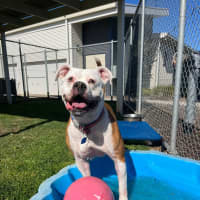 Photo of Sandra (In Foster Care) (On Hold)