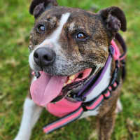 Photo of 🌷 Bonnie 5211 🌷