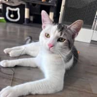 Photo of Coconut
