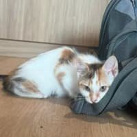 Photo of Coral