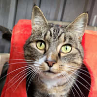 Photo of Shirley Girl