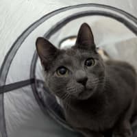 Photo of Smokey