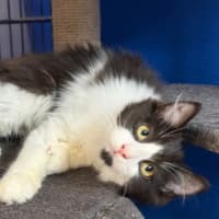 Photo of Casper