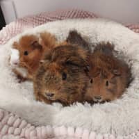Photo of Jellybean, Camellia, Fleur