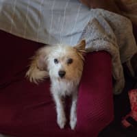 Photo of Toto