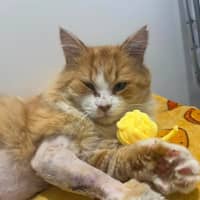 Photo of Benji