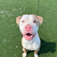 Photo of Ferb Imp 2120