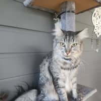 Photo of Ferdinand (Freddie)   Assisted Rehoming