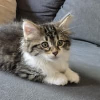 Photo of Clover & Charlie 🌺💙