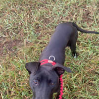 Photo of Ripley   1 Year Old Staffy X