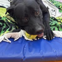 Photo of Buster