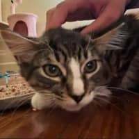 Photo of Calypso