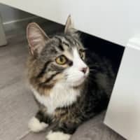 Photo of Garden Gnome Gus