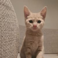 Photo of Claratyne