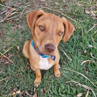 Photo of Gunner *$350 Adoption Fee*