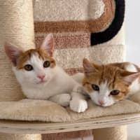 Photo of Junie And Tofu