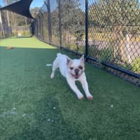 Photo of Coco Imp 1863