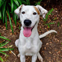 Photo of Marshmallow