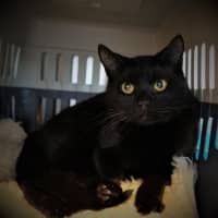 Photo of Salem