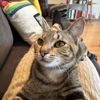 Photo of Cinnamon