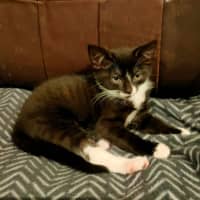 Photo of Oreo