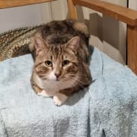 Photo of Teddy