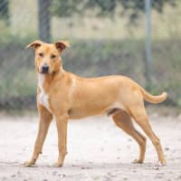 Photo of Ziggy