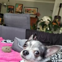 Photo of Hugo And Rocky