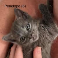 Photo of Penelope