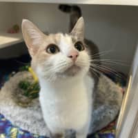 Photo of Kitty