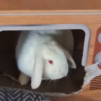 Photo of Vivi (Bonded With Violet)