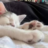 Photo of Freckle
