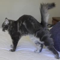 Photo of Comet