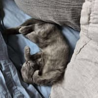 Photo of Pringle   Located In Preston