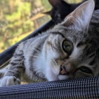 Photo of Poppy & Pepper