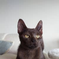 Photo of Wispa