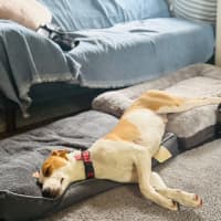 Photo of Nacho   7 Month Old Koolie X Kelpie