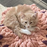 Photo of Wilbur**2nd Chance Cat Rescue** (Oliver)