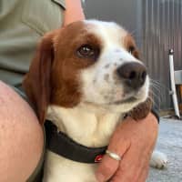 Photo of Bagel
