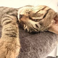 Photo of Woody