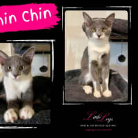 Photo of Chin Chin