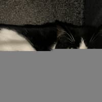 Photo of Misda Bissketts