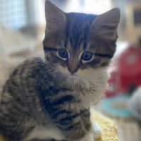 Photo of Twig