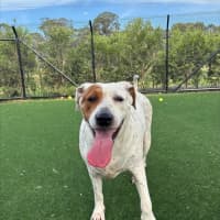 Photo of Chilli Imp 2794