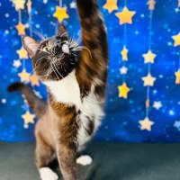 Photo of Domino   Located In Watsonia