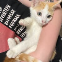 Photo of Miguel **2nd Chance Cat Rescue**