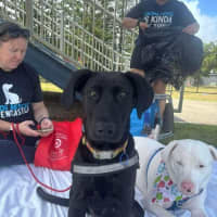 Photo of Elphaba   5 Month Old Shepherd X