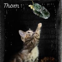 Photo of Thorn