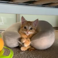 Photo of Coral & Peaches